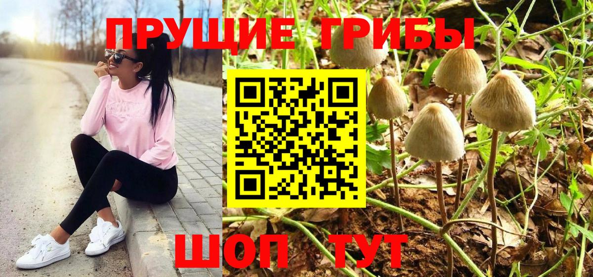 Галлюциногенные грибы Psilocybine cubensis Сокол